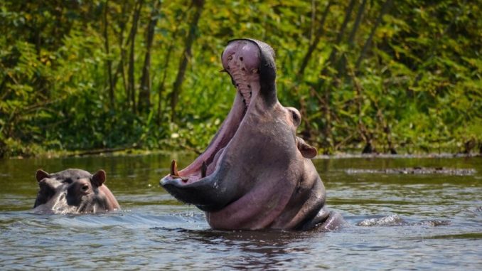 Wildlife Tours Near Bujumbura